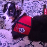 Gallery Photo of Spruce-Certified Therapy Dog