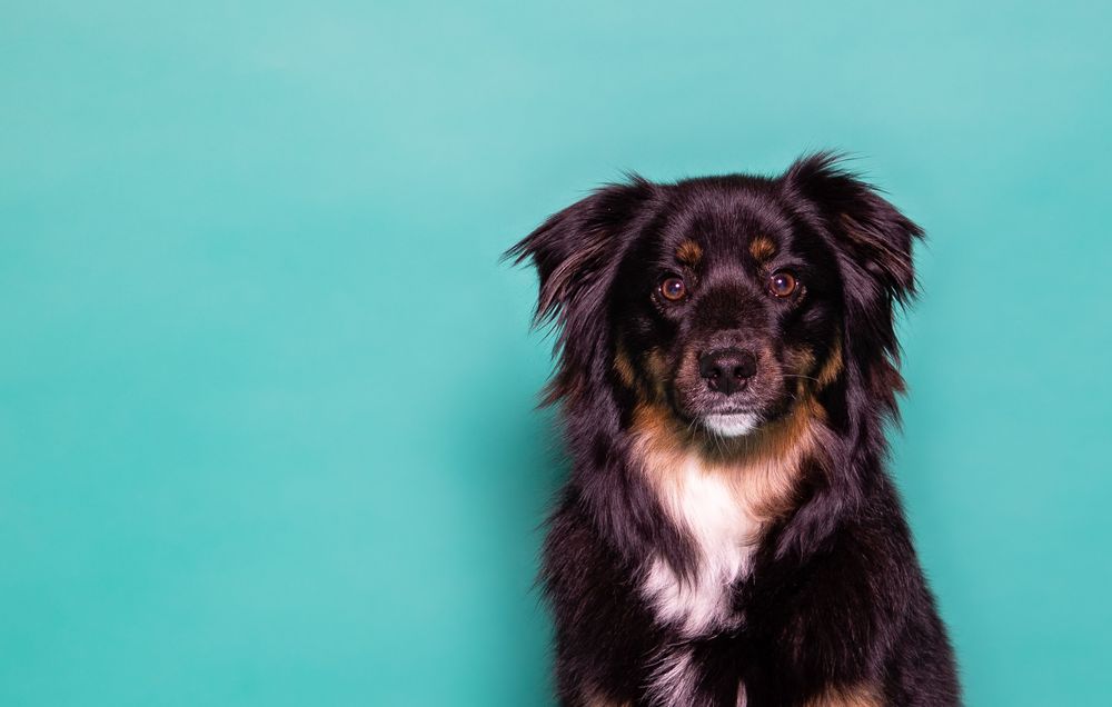 Online therapy allows you to connect from the comfort of home, where sometimes even a furry companion can be part of your support system.
