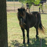 Gallery Photo of Mocha - equine therapy mini mare