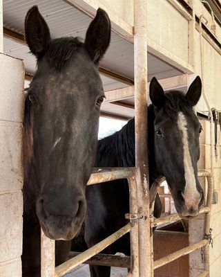 Photo of Equine Therapeutic Connections, Counselor in 87048, NM