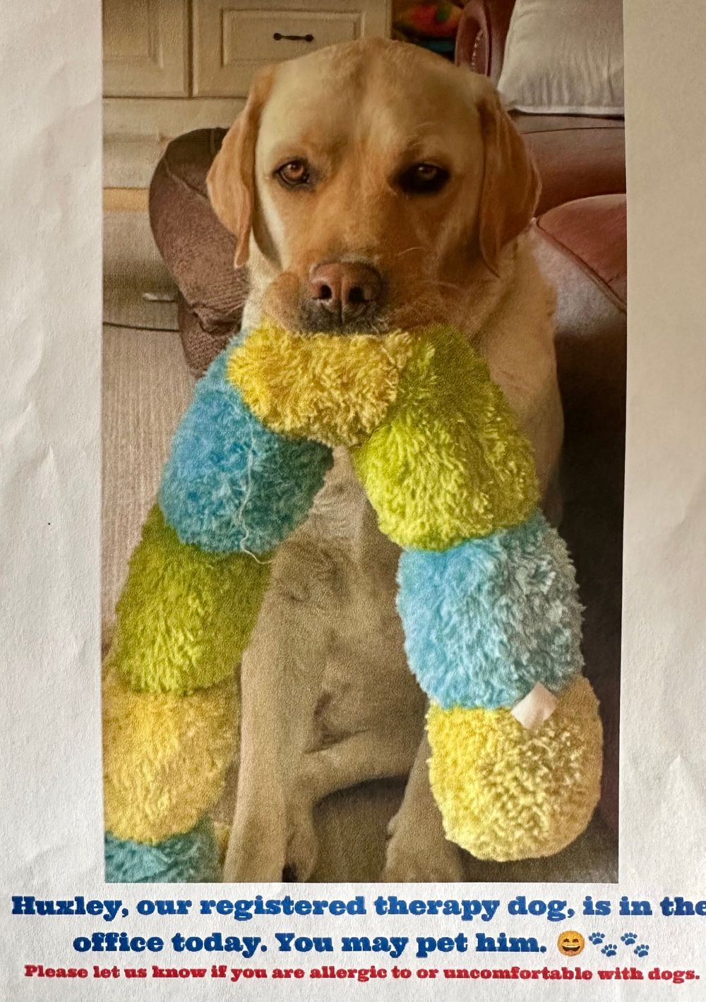Huxley the Therapy Dog