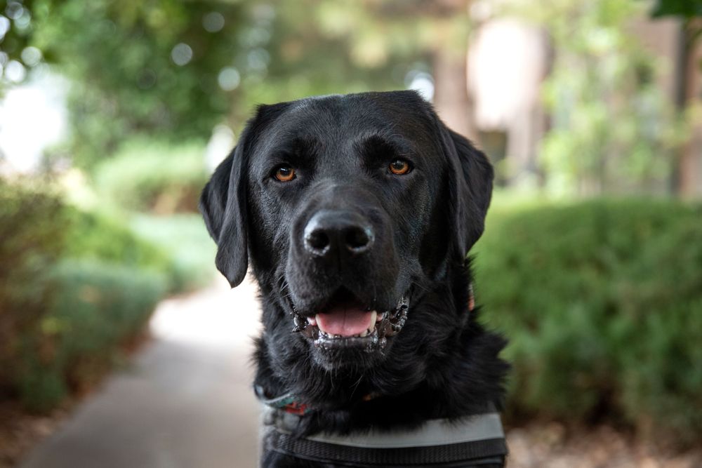 Odin is trained to provide deep pressure therapy, interrupting anxious behaviors, or simply being a cuddly guy to sit with and pet.