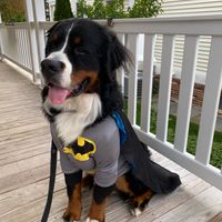 Gallery Photo of My dog in a batman costume