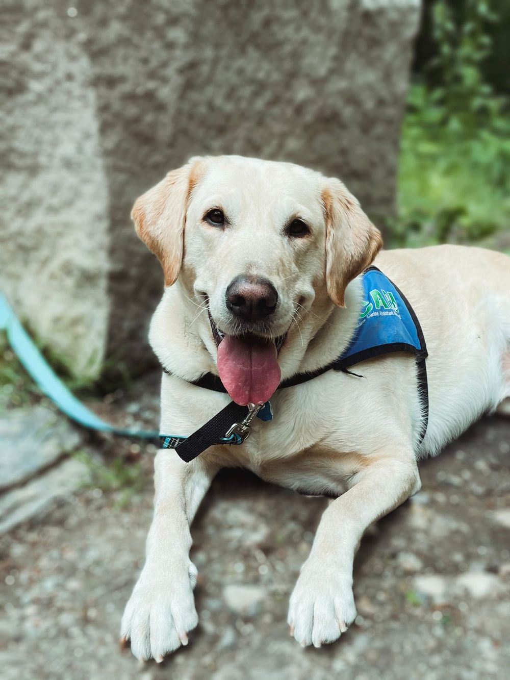 I'm Levi, the best boy! I am a certified ICAN service/therapy dog and here for you.