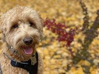 Gallery Photo of Meet Hazel, our therapy dog. She’s a lovable Goldendoodle - Intuitive, supportive, and loving (also hypoallergenic).