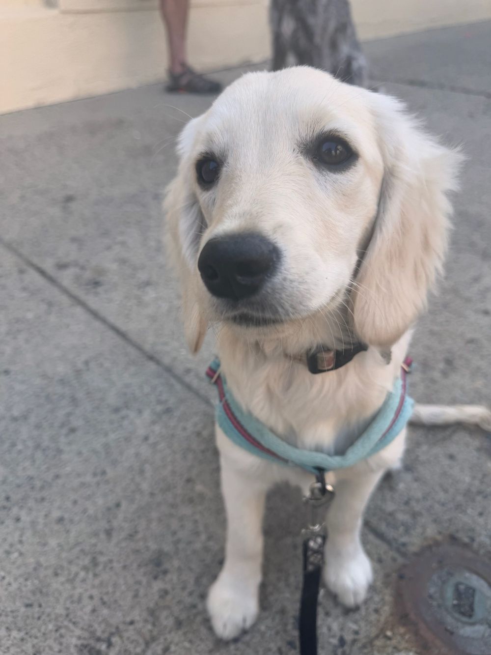 Meet Maeve, the therapy puppy in training. She loves to greet people and is available to join virtual and in person sessions!