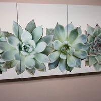 Gallery Photo of Every wall has a nature prints.