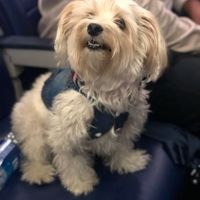 Gallery Photo of Meet Teddy our Emotional Support Therapy Dog