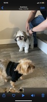 Gallery Photo of Meet Surrey the Shih Tzu and Korsy the Yorkie! They work with me everyday. They will become a part of your family!