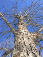 Gallery Photo of Imagine deep roots of this tree clinging to the earth below! During nature therapy, you might touch, stand and sense its' grounding effects on you.