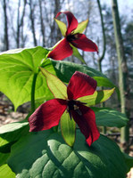 Gallery Photo of Trillium Counseling is named for the Trillium flower, representing spring, rebirth, and symbolism of 3 -- mind, body and spirit.