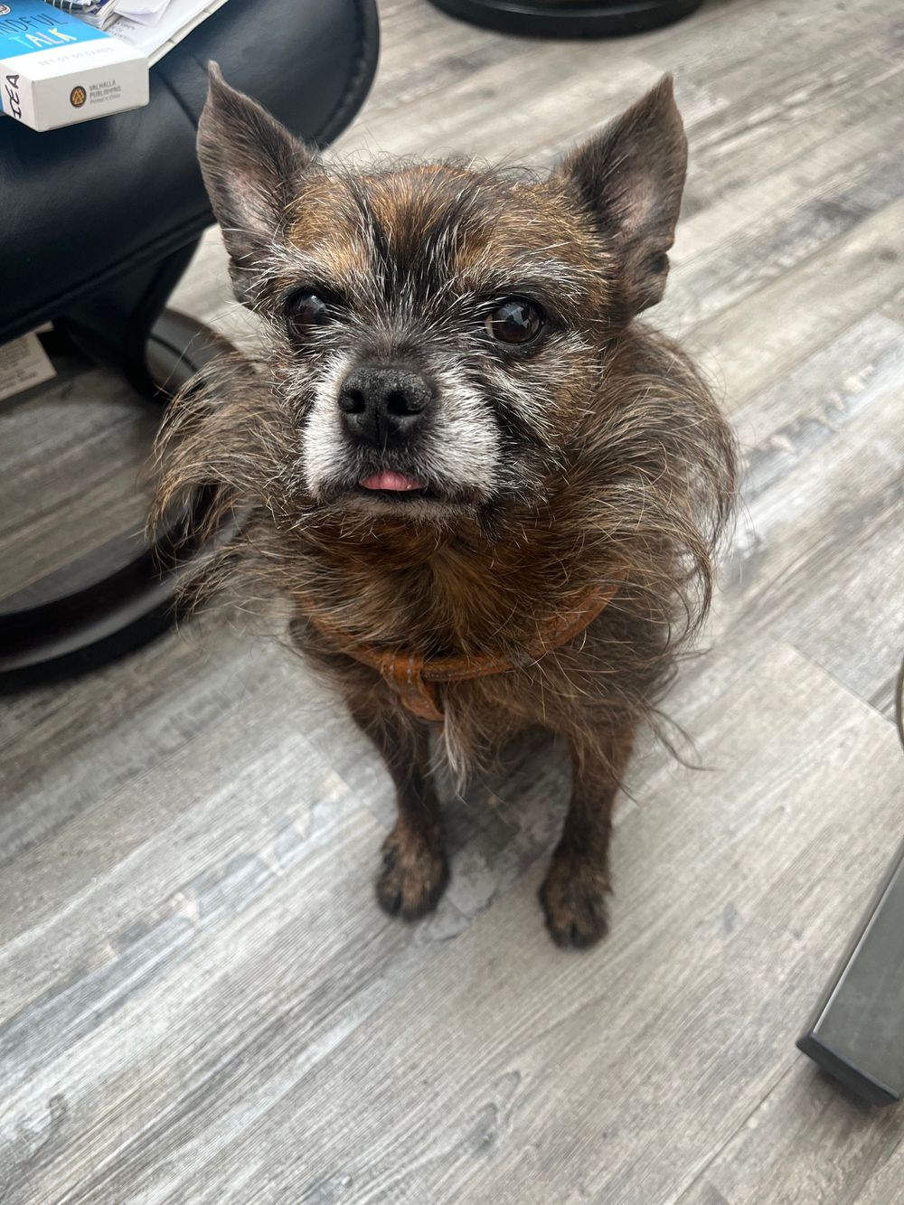 Meet Walnut, a yorkie boston mix, and a diligent office manager. He is a wonderful companion or will quietly stay in his own space.