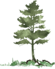 White Pine Recovery