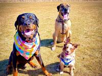 Gallery Photo of Here is my pack! Dante the leader, Sochi second commander and Drago who is the trainee to become a therapy dog in the next year.
