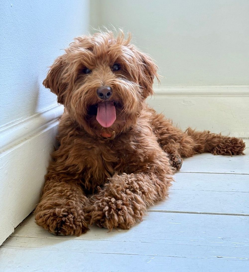 Indie is my Labradoodle who can act as an Emotional Support Animal (ESA) and be in sessions if you'd like.