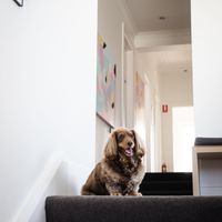 Gallery Photo of Herbie (emotional support animal in training; miniature long-haired Dachshund) ready to greet Opening Doors Psychology clients
