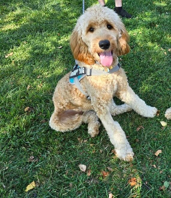 Wicket is our Therapy puppy. He is currently in training so he can help clients in sessions. 