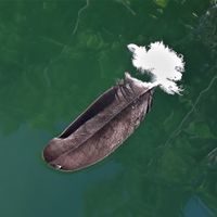Gallery Photo of 
Kayaking in the early morning  on Duncan Lake, BC.  I came across this feather, gently floating on the water. Kayaking and taking photos are my R&R. 
