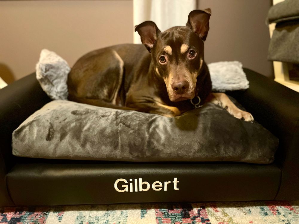 Louie on his work couch in the office