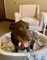 Gallery Photo of My Labrador Retriever, Layla, loves therapy! You can expect her to be around for our sessions!