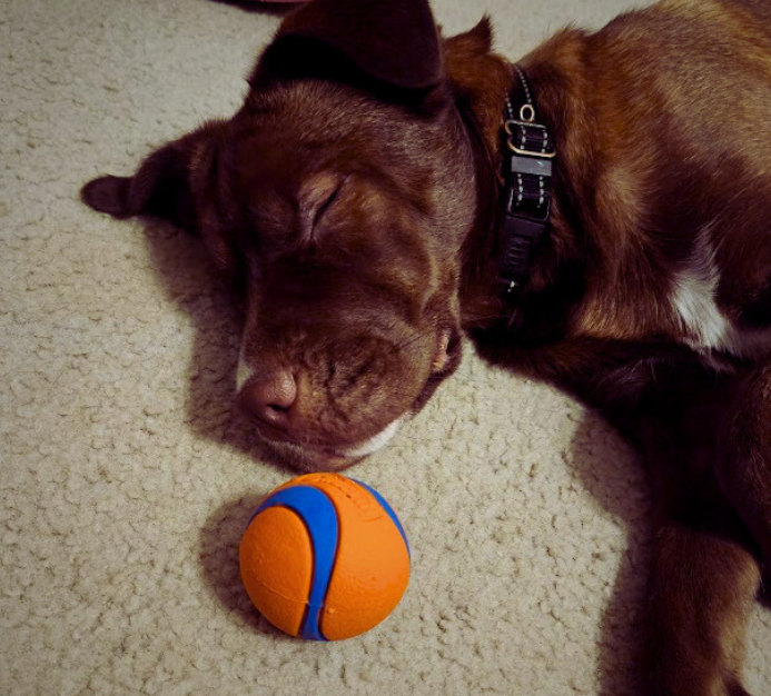 Meet Dax, Novus Psychotherapy's therapy dog in training; after a long, hard day, she just wants to relax. 