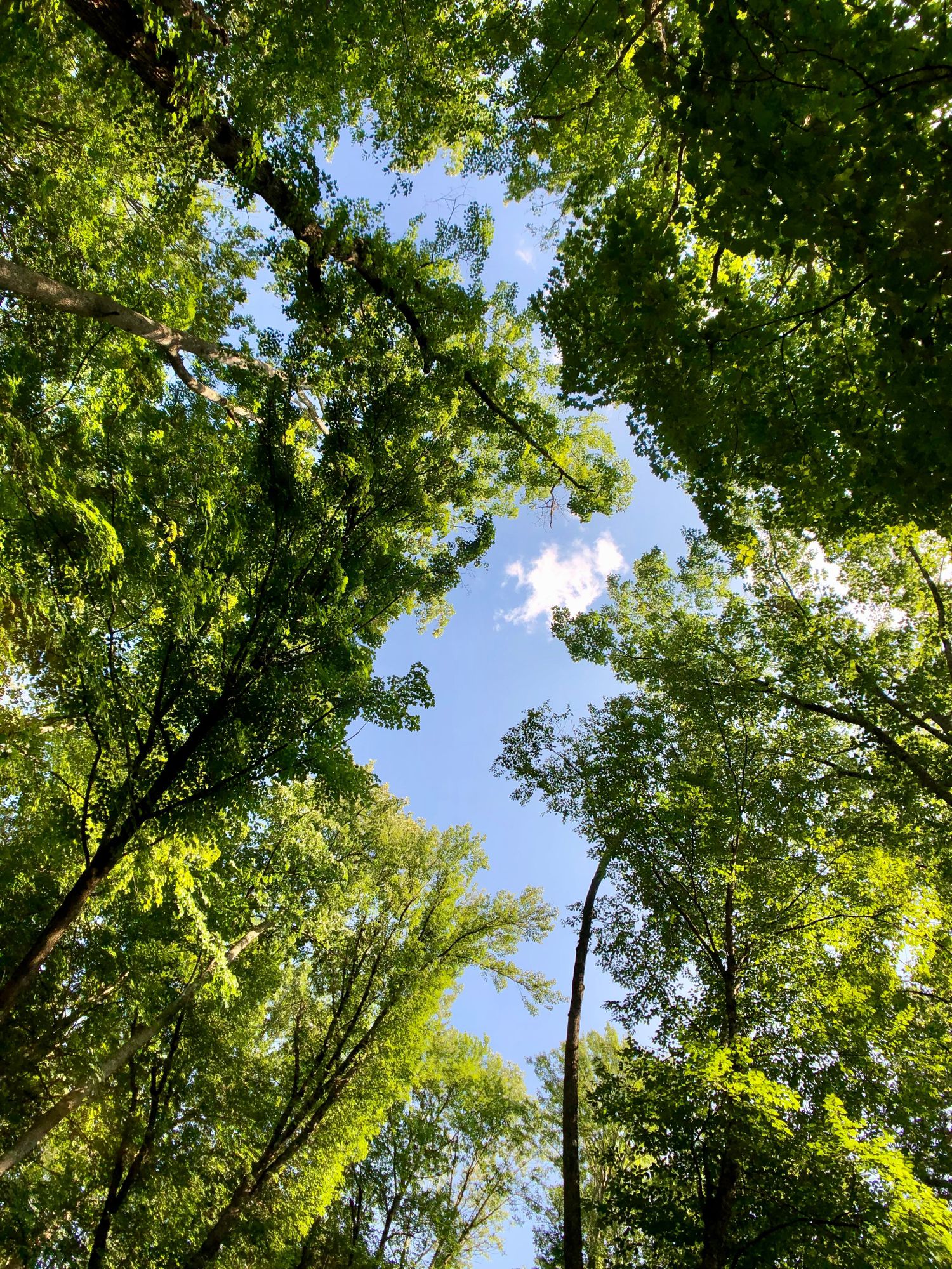 Diane Wald, Art Therapist, Kingston, NY, 12401 Psychology Today