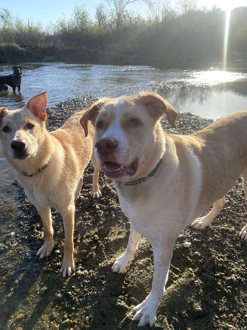 Meet Willow and Milo- Therapy dogs at the office
