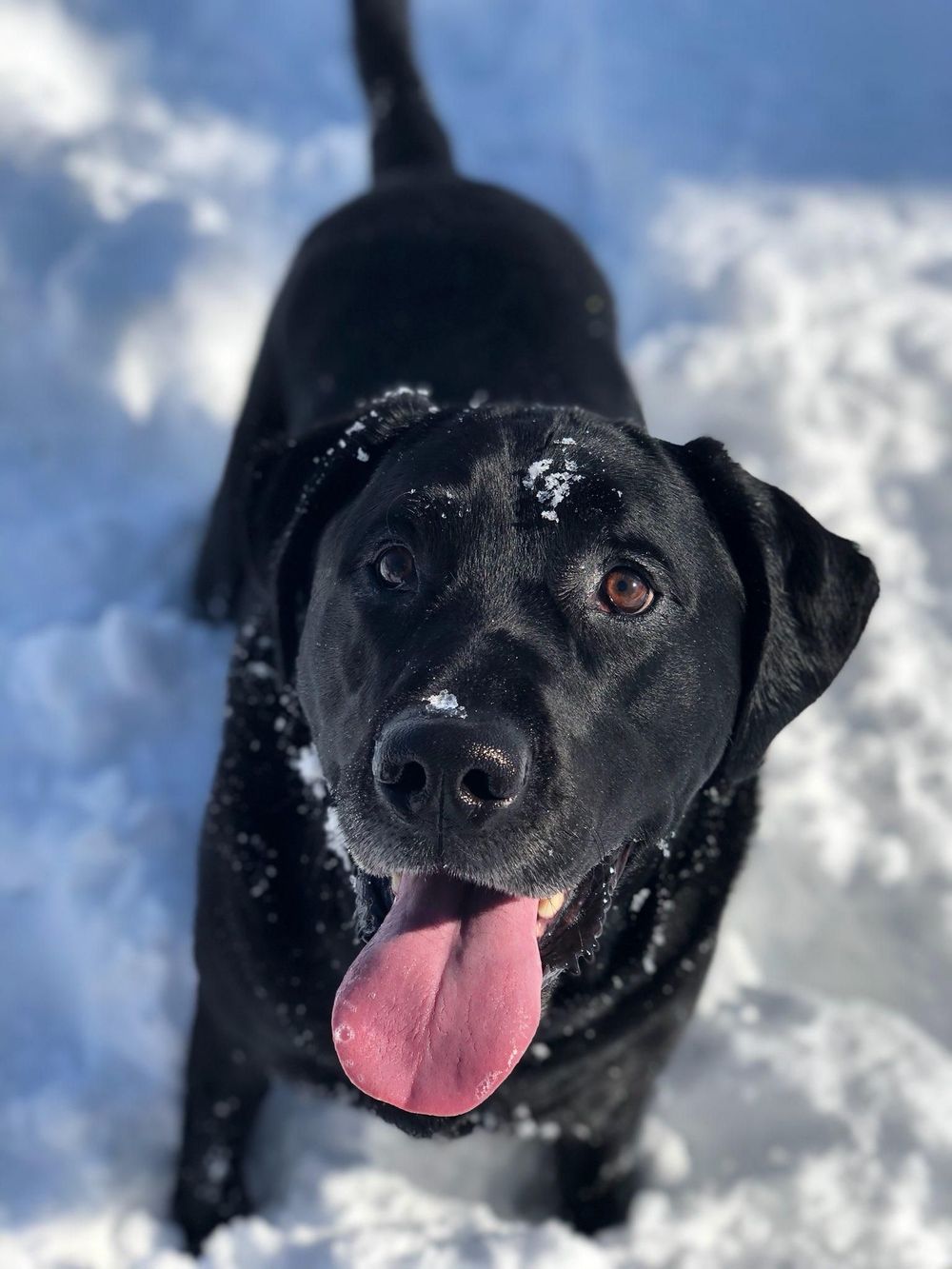 Hi, My name is Noah. I am a purebred Lab, certified Canine Good Citizen, and Therapy Dog. I am my moms co-therapist and love my job!