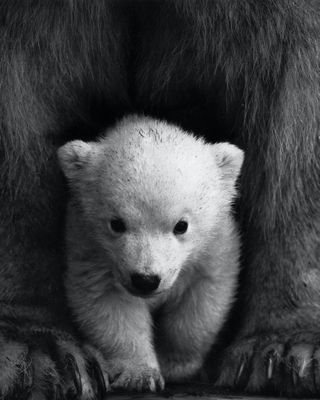 Photo of Kimberly Cannon - Therapy Bear, PLLC, Clinical Social Work/Therapist, LCSW, LICSW