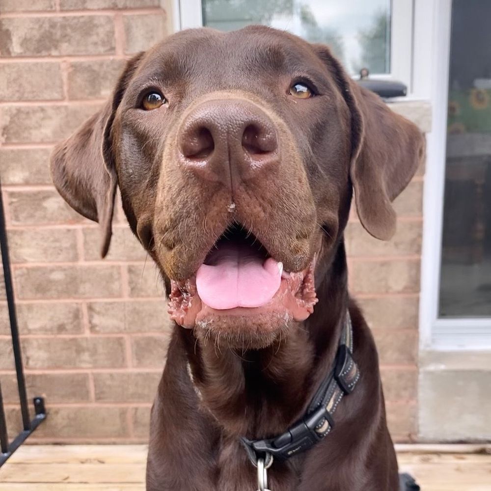 Meet Dash, my four-legged confidant. When I'm not in my role as a therapist, you can often find me and Dash exploring the great outdoors.