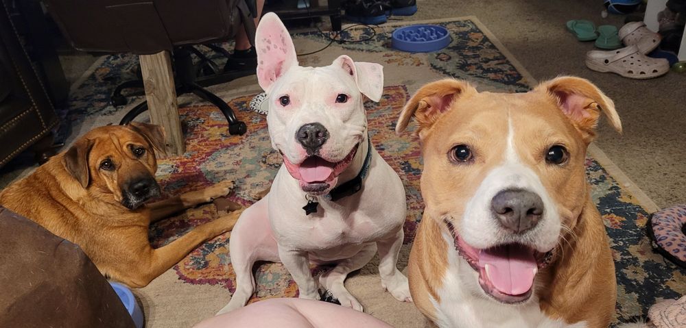 My three dogs help remind me the importance of self care, and unconditional acceptance! 