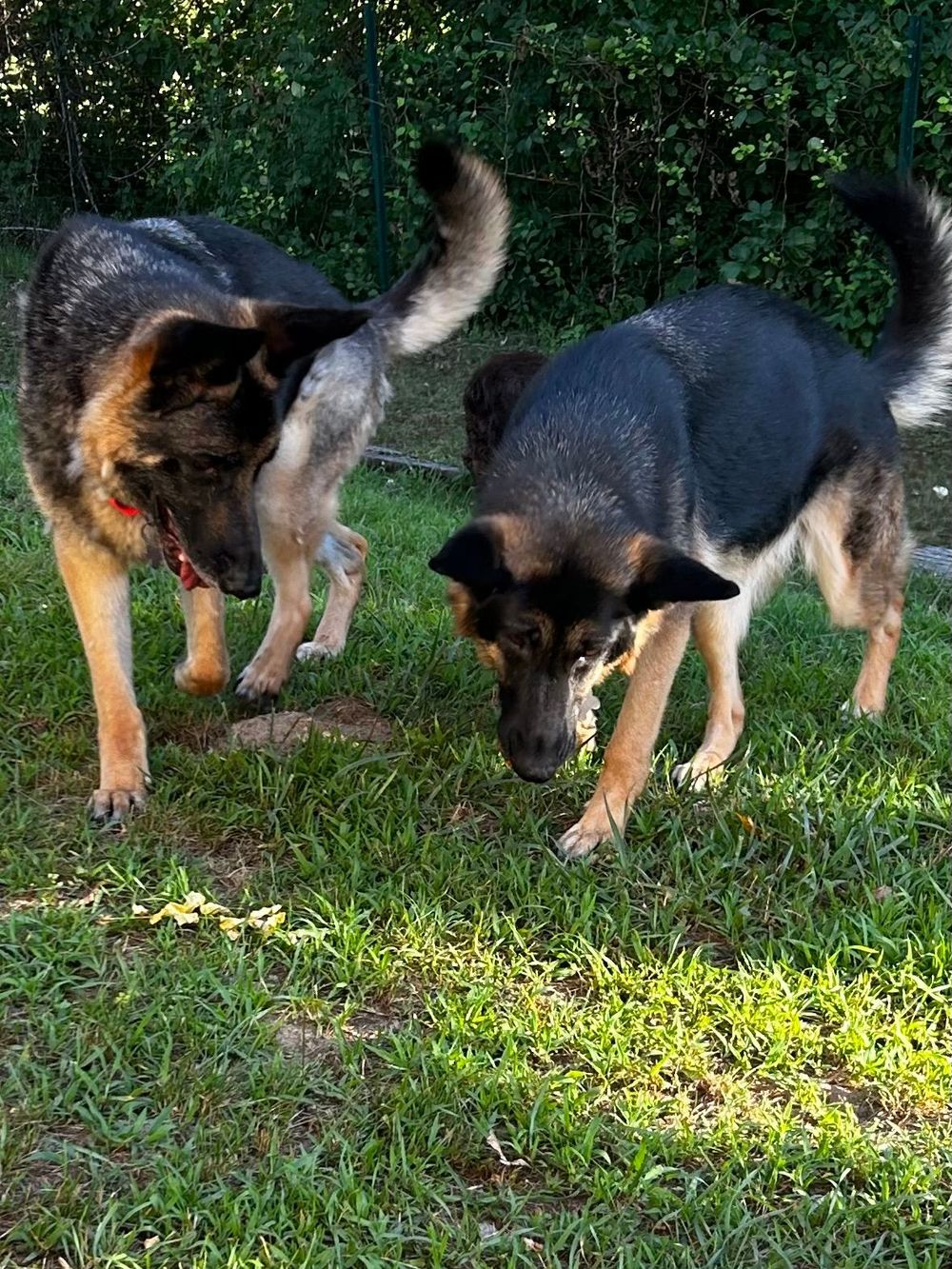 My co-therapists