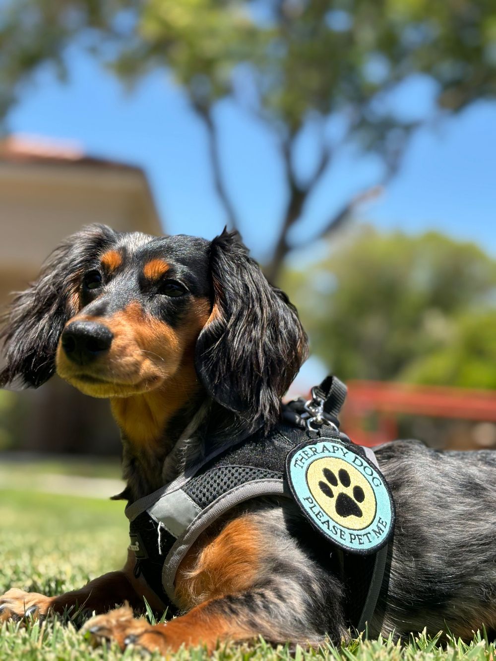 Desi is a long-haired dachshund therapy dog present in the office. 
