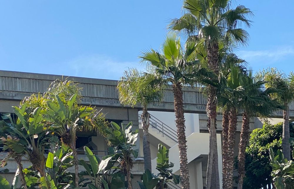 Palm trees soothe the nervous system, symbolizing calm, resilience, and escape-inviting slower breaths, softer thoughts, and grounded peace every day
