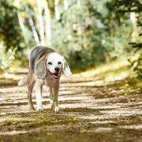 Gallery Photo of The actual beagle behind "Wandering Beagle!"