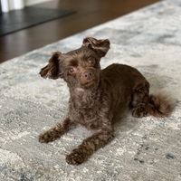 Gallery Photo of Cocoa, Certified Therapy Dog