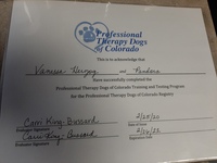Gallery Photo of My therapy dogs certification