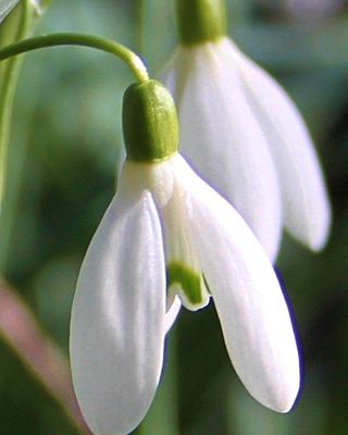 Photo of Krista Welch - Snowdrop Mental Health Counseling, Counselor, MS, LMHC