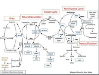 Gallery Photo of MTHFR & methylation gene pathways! Genes are not destiny as these gene defects can be fixed through food, detox & supplements! Healing from within!