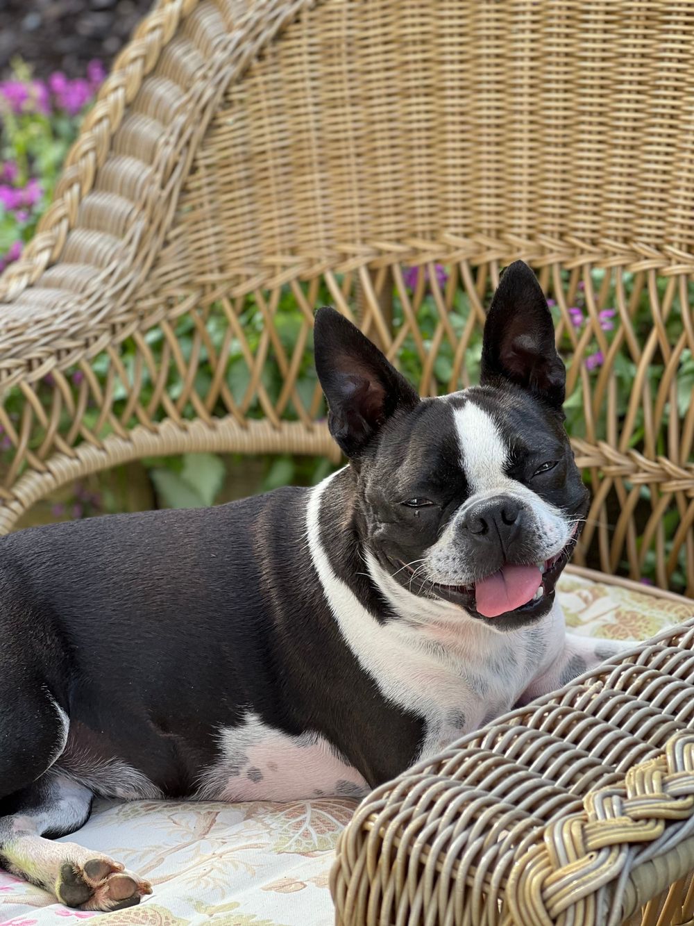 Josie Mae 5 yr old Boston Terrier rescue 