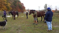 Gallery Photo of Working with Veterans at Soncy Brae Farm in Westport NY