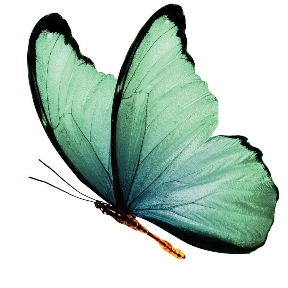 Chrysalis-Counselling