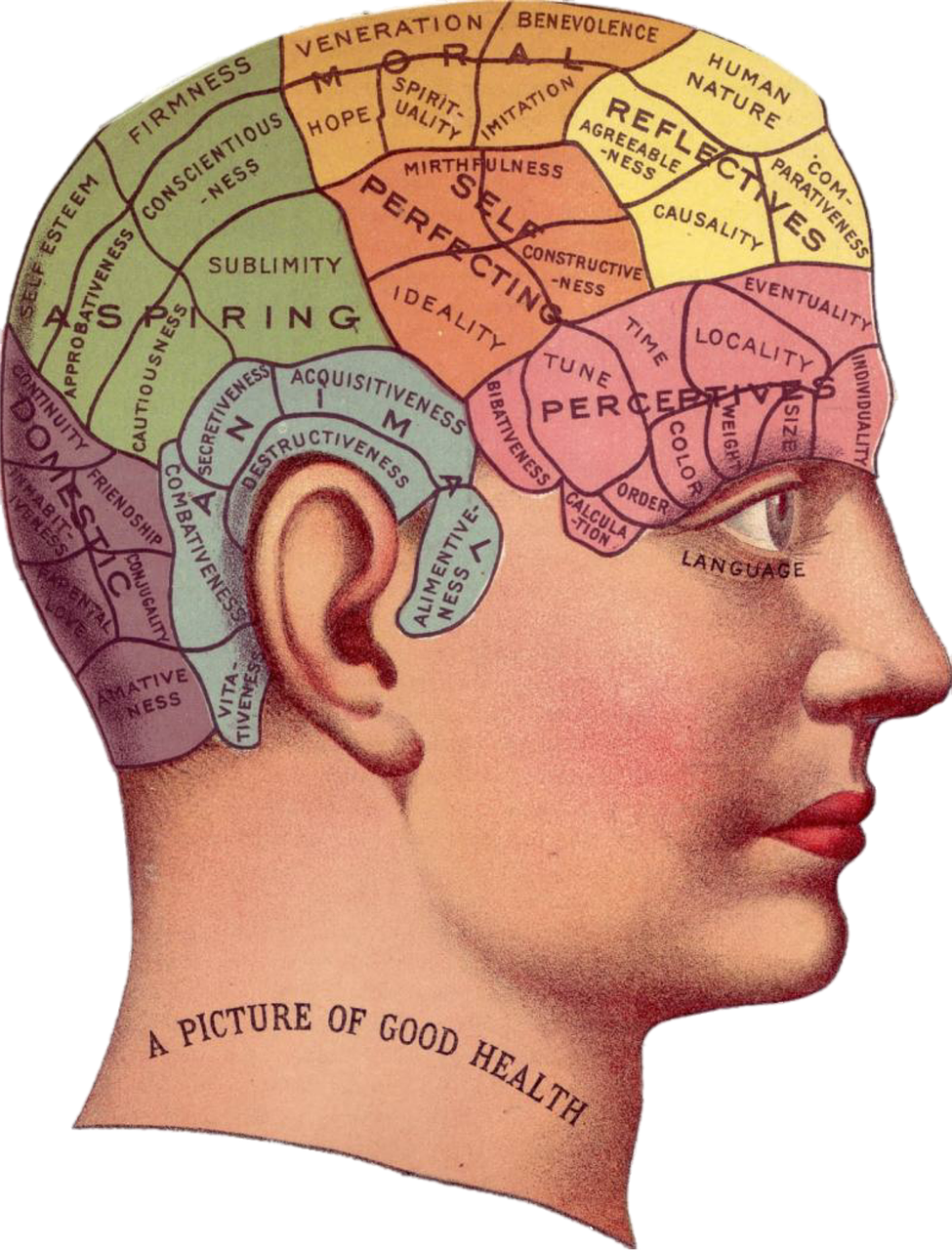  la neuropsicología estudia la relación entre el cerebro humano, el comportamiento humano y las funciones mentales como la atención, la memoria, etc.