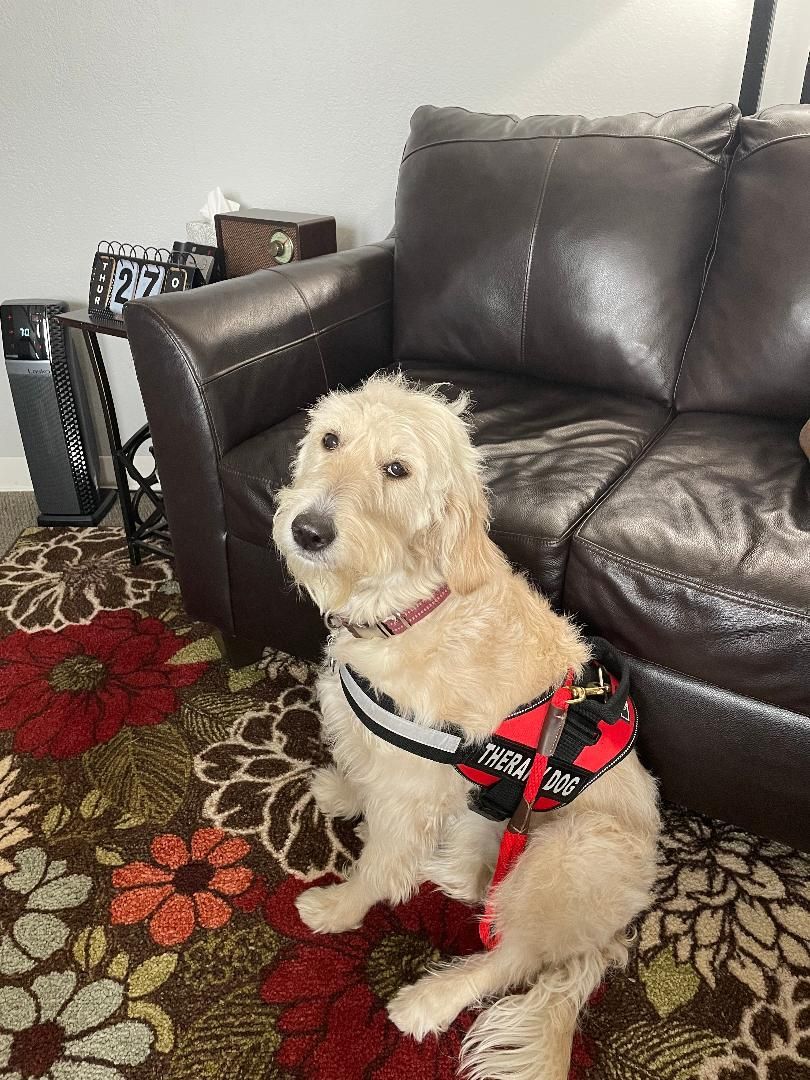 Gallery Photo of ATD Certified Therapy Dog, Maggie,2 Year old Golden Doodle