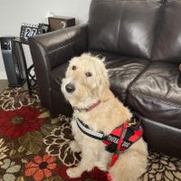 Gallery Photo of ATD Certified Therapy Dog, Maggie,2 Year old Golden Doodle