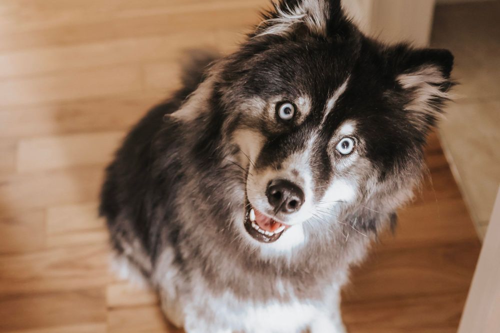 My trusty sidekick Kai - 
He is out employee of the month every month!
