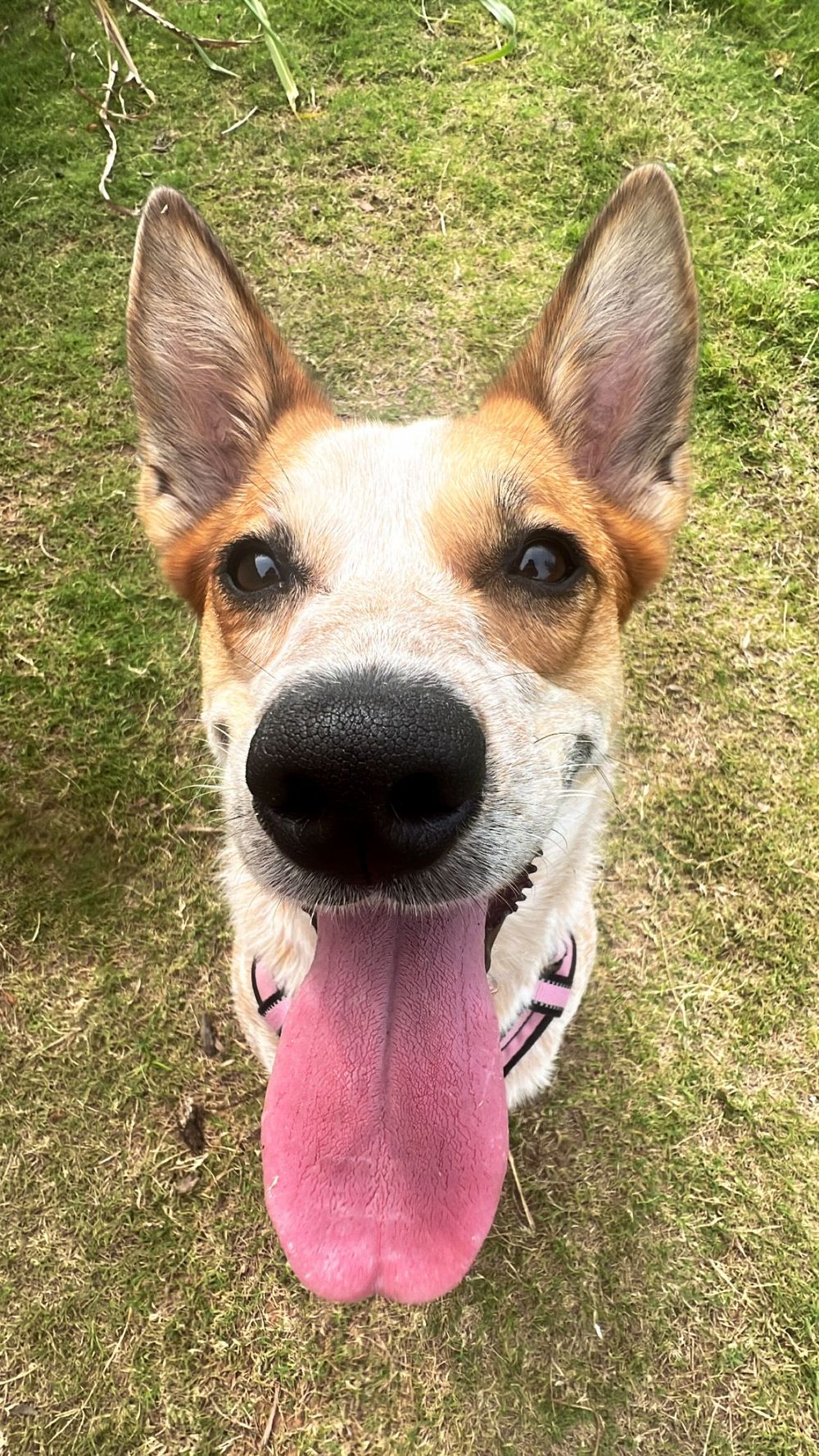 This is Dolly! I hope you don't mind if she occasionally decides to talk in our sessions! 