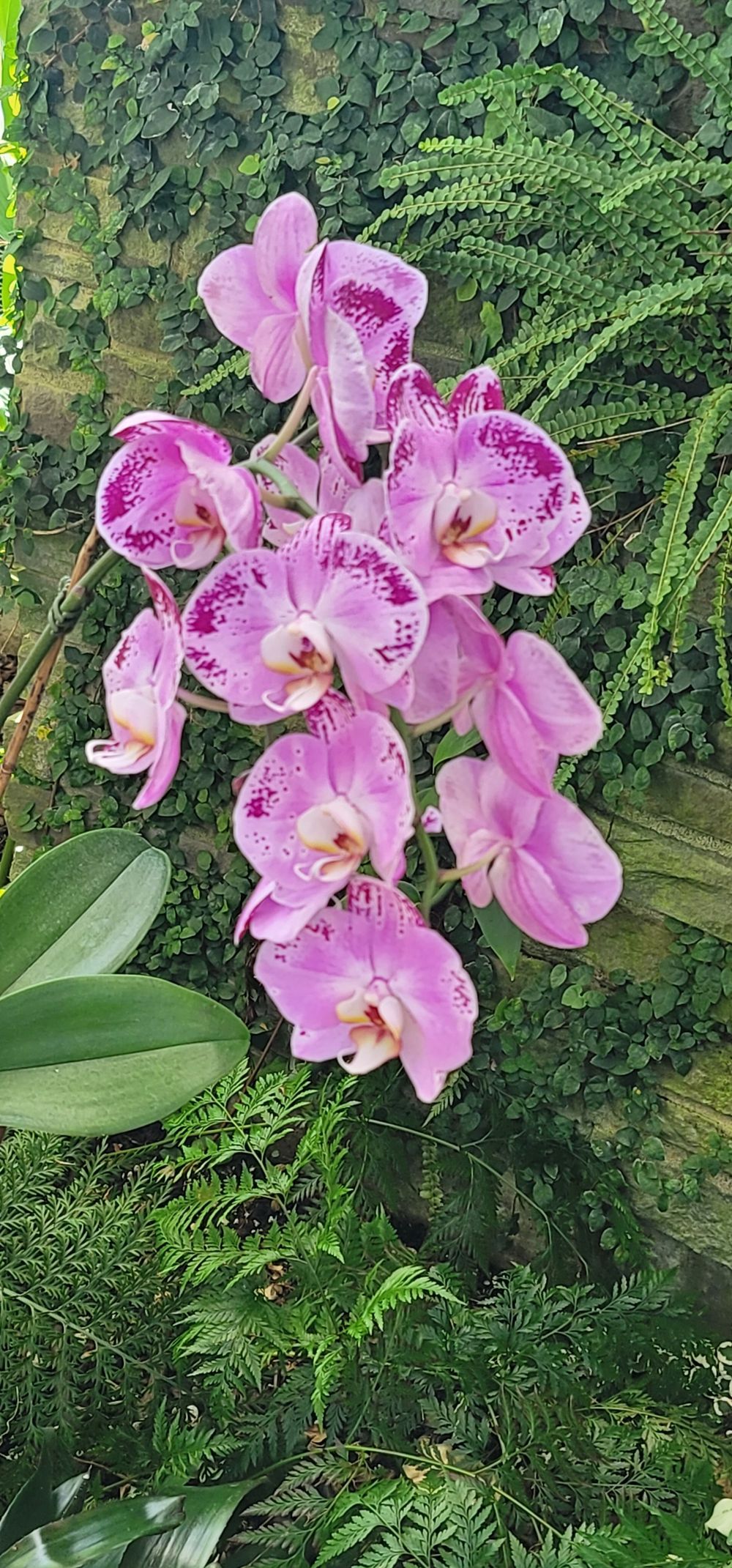 The Orchid Therapy Group, LLC, Licensed Professional Counselor