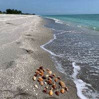 Gallery Photo of Diving for shells on Captiva Island. 