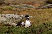 Gallery Photo of Penguins in Patagonia